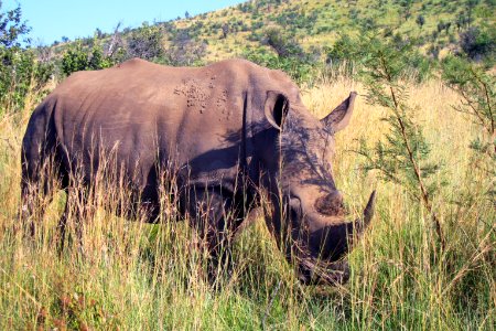 A young grazing black rhinoceros, with its two–horned snout, and leathery, wrinkled skin. It is classified as critically endangered, with three of the subspecies having been declared extinct in 2011, by the International Union for Conservation of Nature (IUCN). Original image sourced from US Government department: Public Health Image Library, Centers for Disease Control and Prevention. Under US law this image is copyright free, please credit the government department whenever you can”. photo