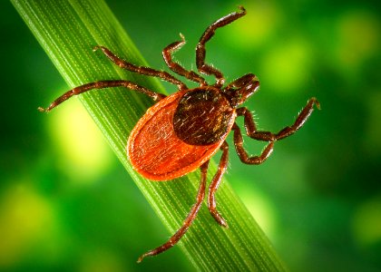 The blacklegged ticks, Ixodes pacificus known for the zoonotic spirochetal bacteria, Borrelia burgdorferi. Original image sourced from US Government department: Public Health Image Library, Centers for Disease Control and Prevention. Under US law this image is copyright free, please credit the government department whenever you can”. photo