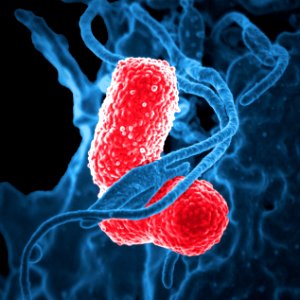 An electron microscopic (SEM) image, depicts a blue-colored, human white blood cell, (WBC) known specifically as a neutrophil, interacting with two pink-colored, rod shaped, multidrug–resistant (MDR), Klebsiella pneumoniae bacteria. Original image sourced from US Government department: Public Health Image Library, Centers for Disease Control and Prevention. Under US law this image is copyright free, please credit the government department whenever you can”.