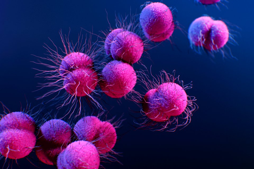 A medical illustration of drug–resistant, Neisseria gonorrhoeae bacteria. Original image sourced from US Government department: Public Health Image Library, Centers for Disease Control and Prevention. Under US law this image is copyright free, please credit the government department whenever you can”.