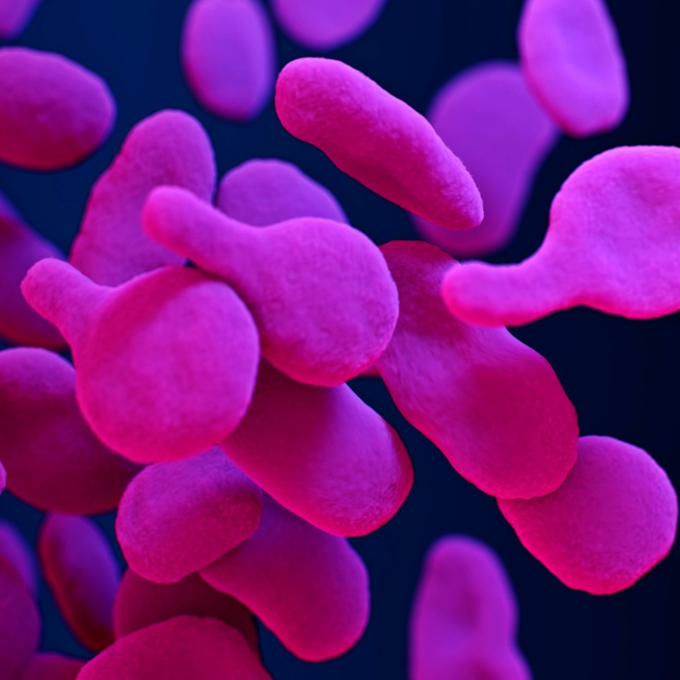 A medical illustration of drug–resistant, Mycoplasma genitalium bacteria. Original image sourced from US Government department: Public Health Image Library, Centers for Disease Control and Prevention. Under US law this image is copyright free, please credit the government department whenever you can”.