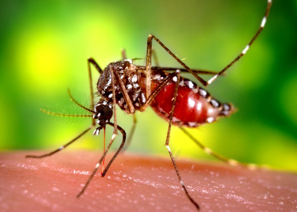 A left lateral view of a female, Aedes aegypti mosquito obtaining a blood meal from a human host. Original image sourced from US Government department: Public Health Image Library, Centers for Disease Control and Prevention. Under US law this image is copyright free, please credit the government department whenever you can”.