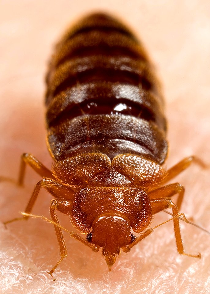 An adult bedbug, Cimex lectularius ingestinging a blood meal. Original image sourced from US Government department: Public Health Image Library, Centers for Disease Control and Prevention. Under US law this image is copyright free, please credit the government department whenever you can”.