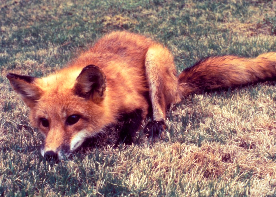Raccoon, Procyon lotor, a vector in the transmission of rabies to humans and other animals. Original image sourced from US Government department: Public Health Image Library, Centers for Disease Control and Prevention. Under US law this image is copyright free, please credit the government department whenever you can”.