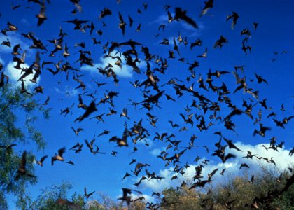A horde of unidentified bats, an animal know to be a possible carrier of the rabies virus. Original image sourced from US Government department: Public Health Image Library, Centers for Disease Control and Prevention. Under US law this image is copyright free, please credit the government department whenever you can”. photo