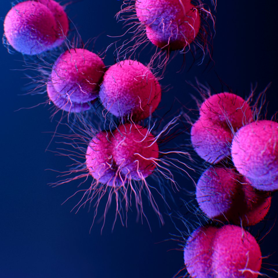 A medical illustration of drug–resistant, Neisseria gonorrhoeae bacteria. Original image sourced from US Government department: Public Health Image Library, Centers for Disease Control and Prevention. Under US law this image is copyright free, please credit the government department whenever you can”.
