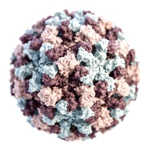 A 3D illustration provides a graphical representation of a single norovirus virion, set against a white background. Original image sourced from US Government department: Public Health Image Library, Centers for Disease Control and Prevention. Under US law this image is copyright free, please credit the government department whenever you can”. photo