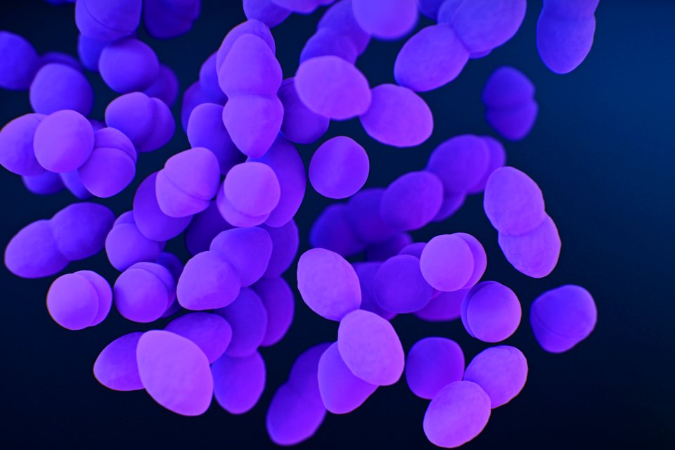 A medical illustration of vancomycin–resistant, Enterococci sp. bacteria. Original image sourced from US Government department: Public Health Image Library, Centers for Disease Control and Prevention. Under US law this image is copyright free, please credit the government department whenever you can”.