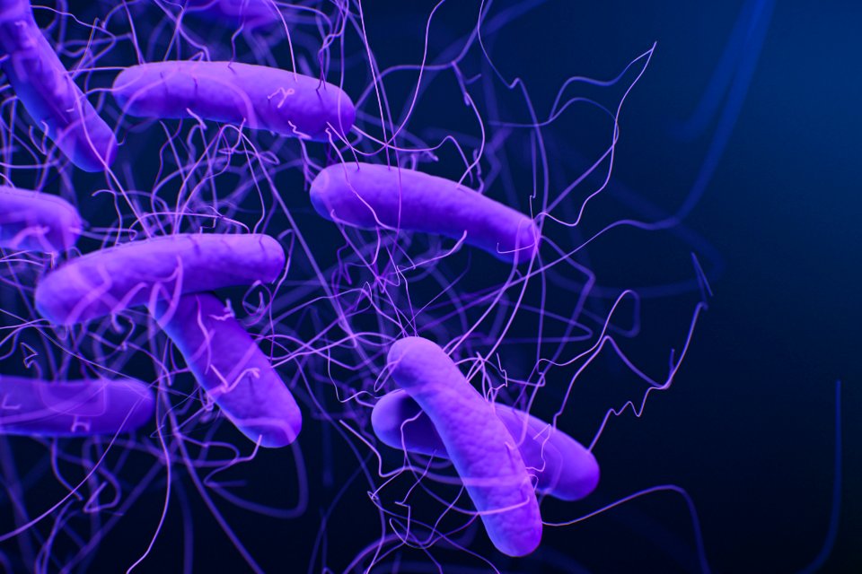 A medical illustration of Clostridioides difficile bacteria, formerly known as Clostridium difficile. Original image sourced from US Government department: Public Health Image Library, Centers for Disease Control and Prevention. Under US law this image is copyright free, please credit the government department whenever you can”.