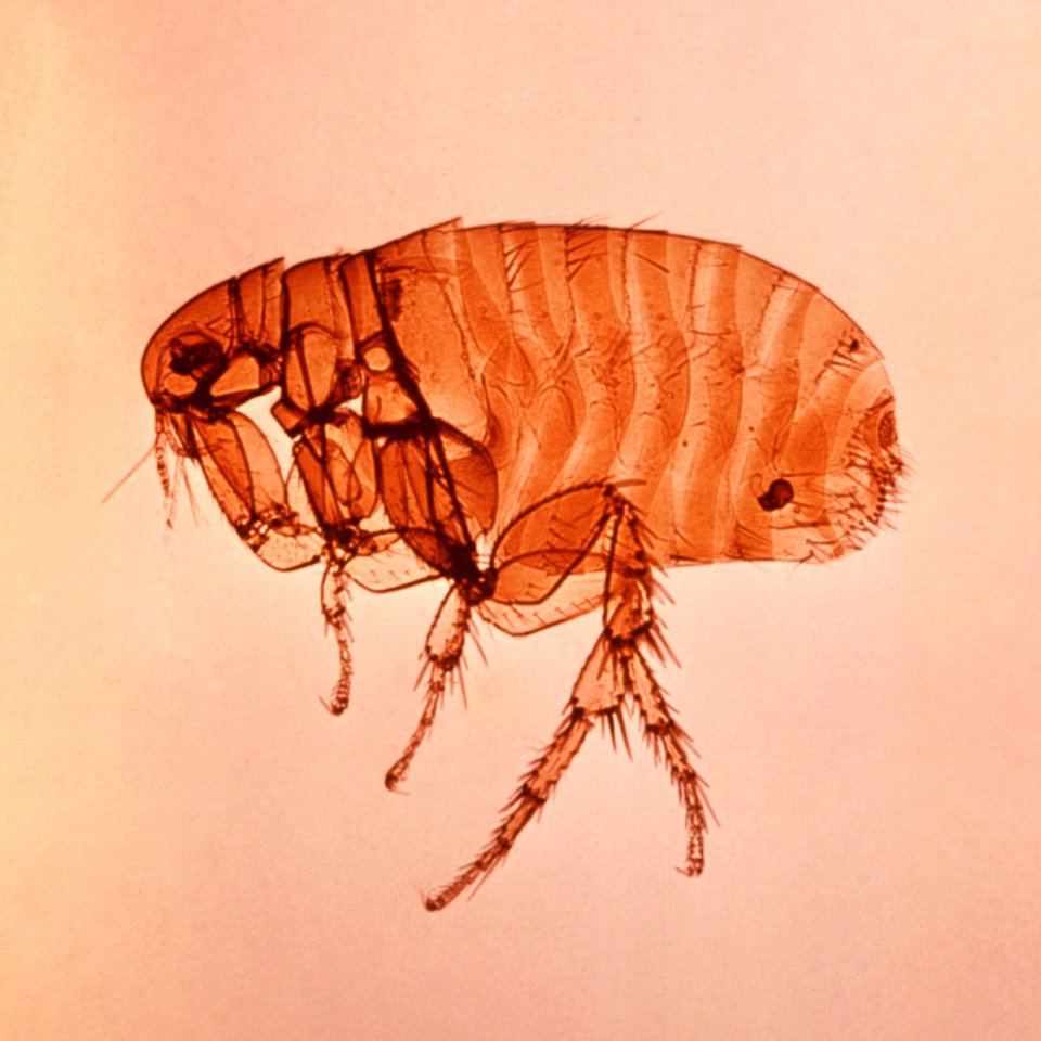 A close left lateral view of a female Oriental rat flea, Xenopsylla cheopis that transmit the bacterium Yersinia pestis, the causative agent of plague. Original image sourced from US Government department: Public Health Image Library, Centers for Disease Control and Prevention. Under US law this image is copyright free, please credit the government department whenever you can”. photo