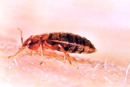 A left lateral view of a common bed bug, Cimex lectularius. Original image sourced from US Government department: Public Health Image Library, Centers for Disease Control and Prevention. Under US law this image is copyright free, please credit the government department whenever you can”. photo
