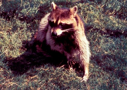 Raccoon, Procyon lotor, a vector in the transmission of rabies to humans and other animals. Original image sourced from US Government department: Public Health Image Library, Centers for Disease Control and Prevention. Under US law this image is copyright free, please credit the government department whenever you can”.