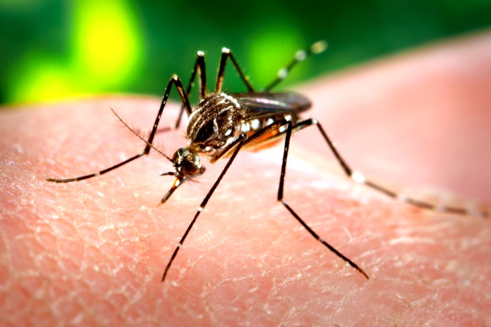 A female, Aedes aegypti mosquito obtaining a blood meal from a human host. Original image sourced from US Government department: Public Health Image Library, Centers for Disease Control and Prevention. Under US law this image is copyright free, please credit the government department whenever you can”.
