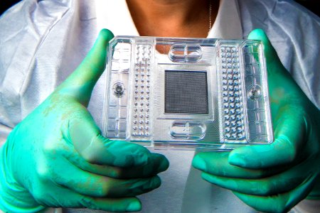 A scientist holding a culture test plate. Original image sourced from US Government department: Public Health Image Library, Centers for Disease Control and Prevention. Under US law this image is copyright free, please credit the government department whenever you can”.