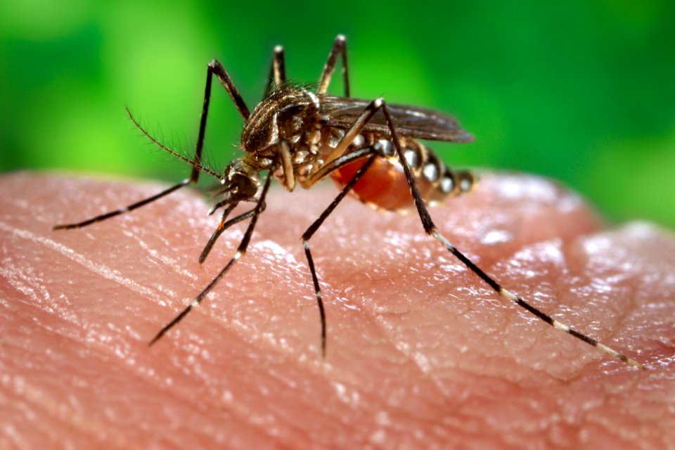 A female, Aedes aegypti mosquito obtaining a blood meal from a human host. Original image sourced from US Government department: Public Health Image Library, Centers for Disease Control and Prevention. Under US law this image is copyright free, please credit the government department whenever you can”.