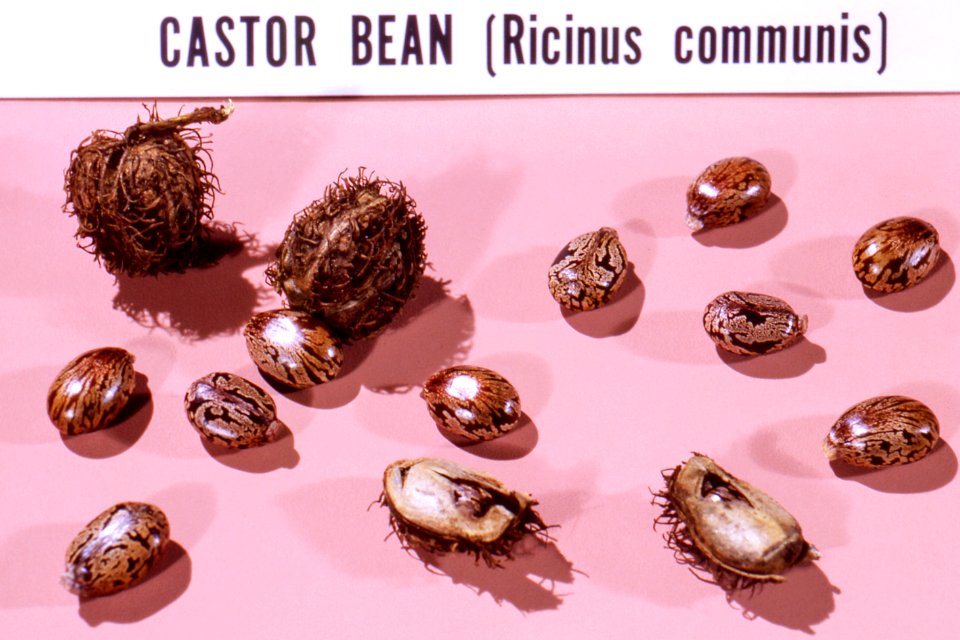 A still life of castor bean, Ricinus communis containing the water soluble, highly toxic poison known as ricin. Original image sourced from US Government department: Public Health Image Library, Centers for Disease Control and Prevention. Under US law this image is copyright free, please credit the government department whenever you can”.