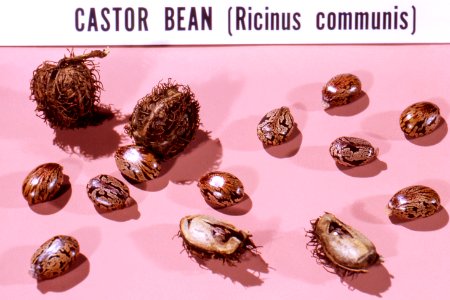 A still life of castor bean, Ricinus communis containing the water soluble, highly toxic poison known as ricin. Original image sourced from US Government department: Public Health Image Library, Centers for Disease Control and Prevention. Under US law this image is copyright free, please credit the government department whenever you can”. photo