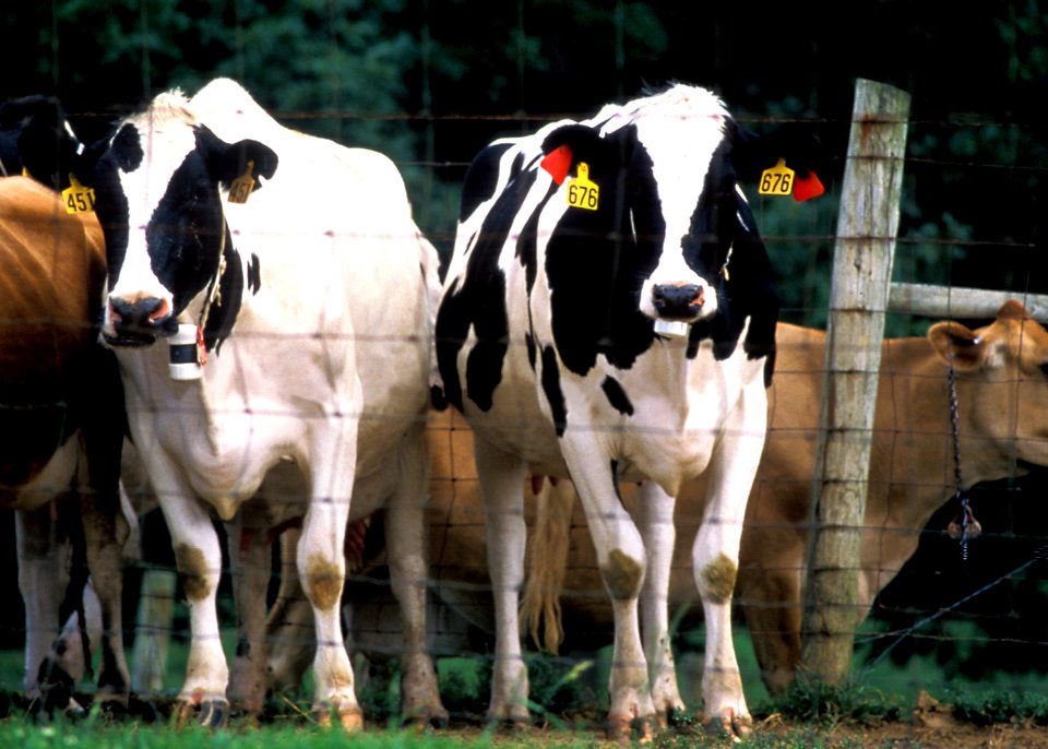 Penned cattle undergoing an inspection for signs of central nervous system disorders. Original image sourced from US Government department: Public Health Image Library, Centers for Disease Control and Prevention. Under US law this image is copyright free, please credit the government department whenever you can”.