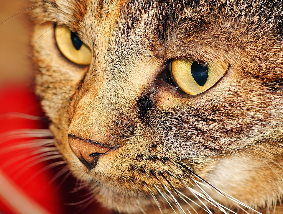 Cat face domestic cat cat's eyes