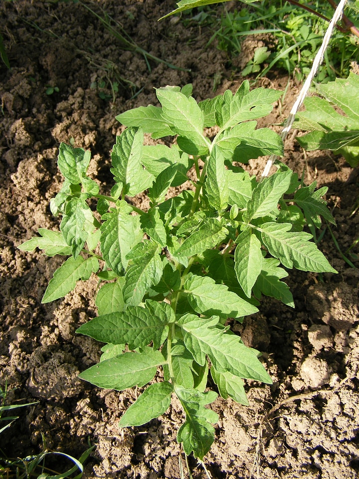 Garden vegetable organic