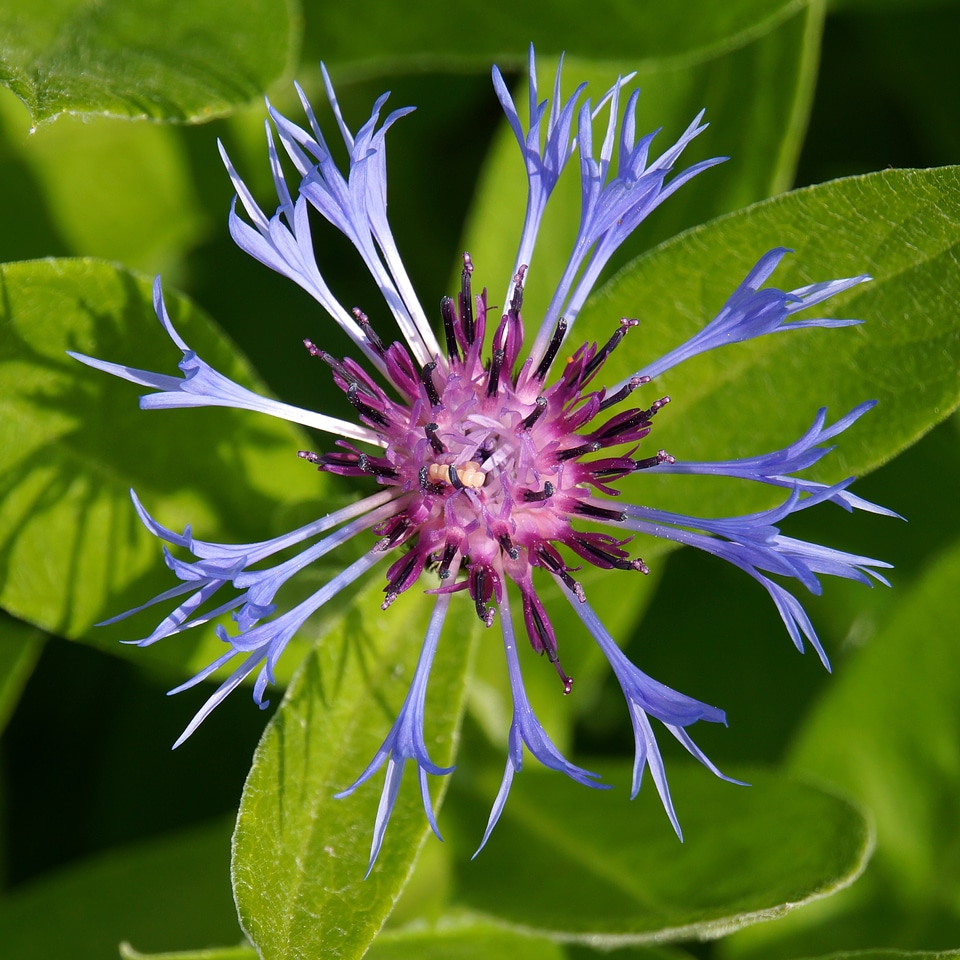 Cornflower blue flower centaurea cyanus