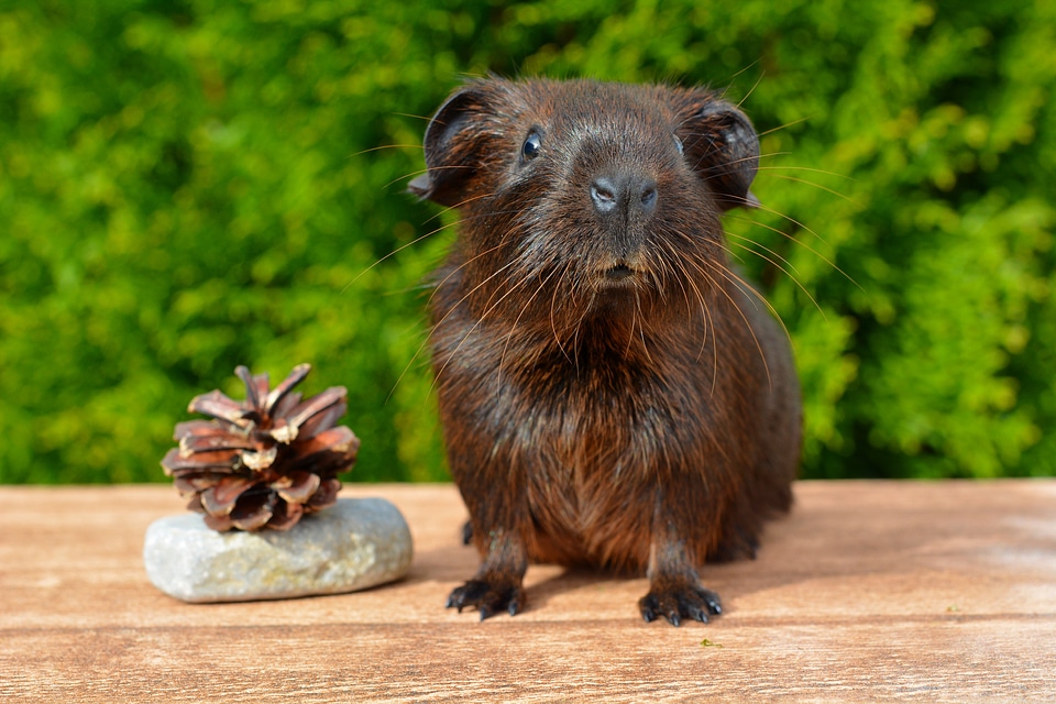 Smooth hair nager rodent