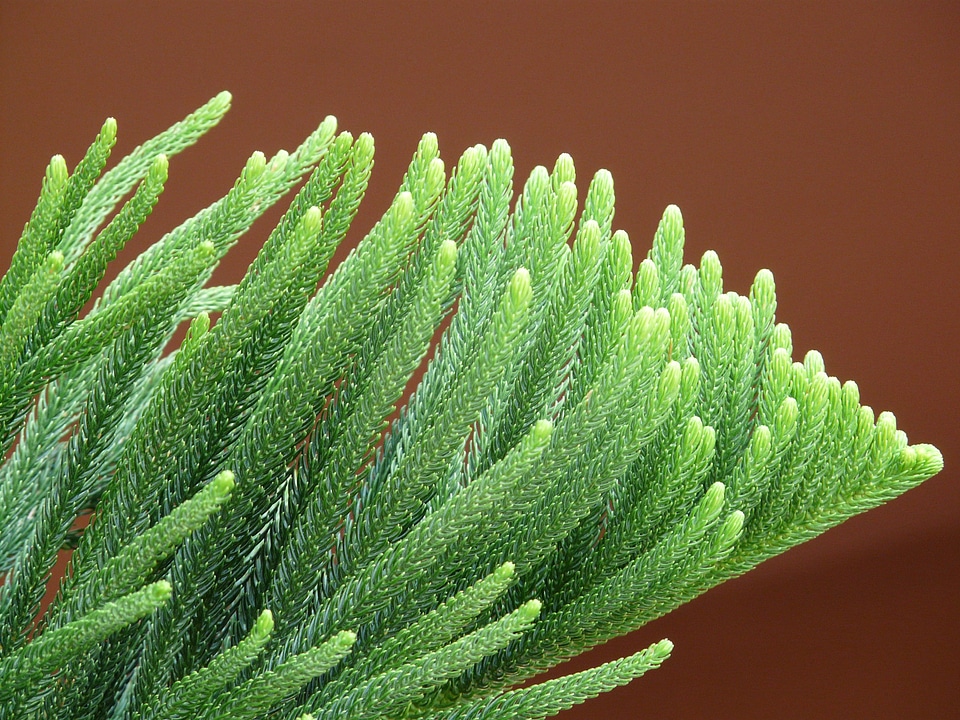 Araucaria heterophylla norfolk pine araucaria