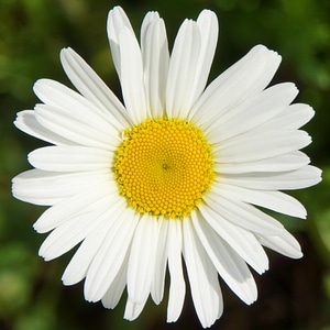 Daisy leucanthemum vulgare white wild flower