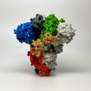 3D print of a spike protein on the surface of SARS-CoV-2—also known as 2019-nCoV, the virus that causes COVID-19. Original image sourced from US Government department: The National Institute of Allergy and Infectious Diseases. Under US law this image is copyright free, please credit the government department whenever you can”. photo