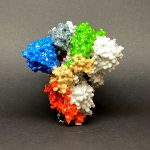3D print of a spike protein on the surface of SARS-CoV-2—also known as 2019-nCoV, the virus that causes COVID-19. Original image sourced from US Government department: The National Institute of Allergy and Infectious Diseases. Under US law this image is copyright free, please credit the government department whenever you can”. photo