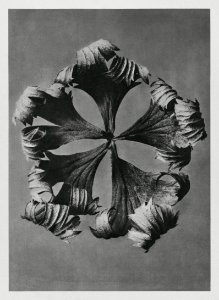 Trollius Europaeus (Globeflower) enlarged 5 times from Urformen der Kunst (1928) by Karl Blossfeldt. photo