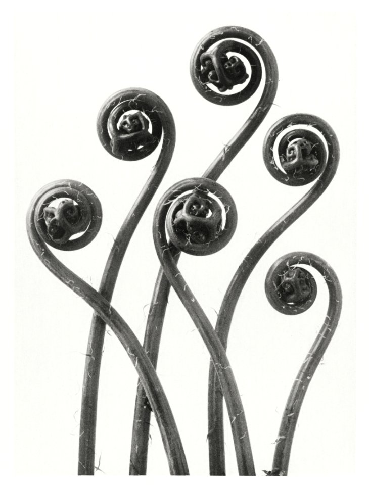 Adiantum pedatum (American Maiden-hair Fern) young fronds enlarged 8 times from Urformen der Kunst (1928) by Karl Blossfeldt.
