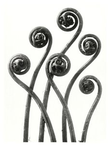 Adiantum pedatum (American Maiden-hair Fern) young fronds enlarged 8 times from Urformen der Kunst (1928) by Karl Blossfeldt.