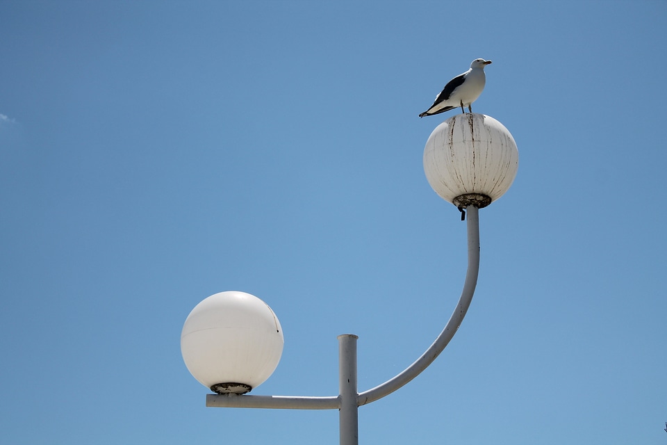 Blue seagull bird