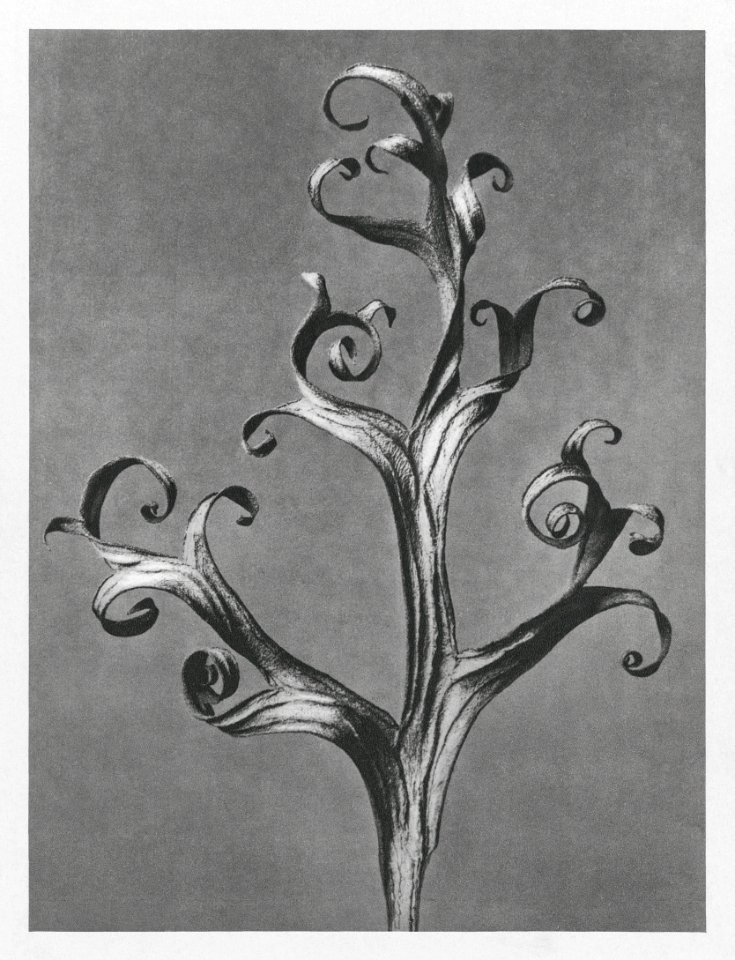 Delphinium (Larkspur) enlarged 6 times from Urformen der Kunst (1928) by Karl Blossfeldt.
