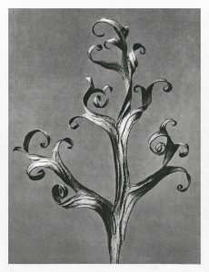 Delphinium (Larkspur) enlarged 6 times from Urformen der Kunst (1928) by Karl Blossfeldt. photo