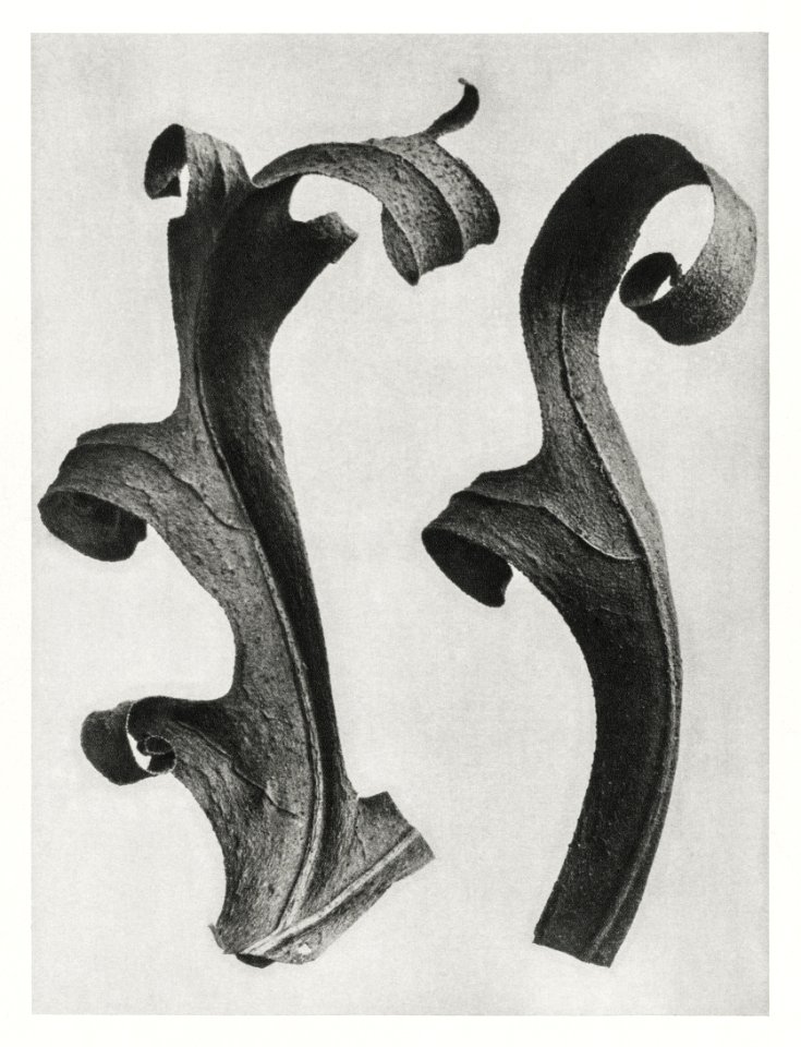 Silphium Laciniatum (Compass Plant) leaves enlarged 6 times from Urformen der Kunst (1928) by Karl Blossfeldt.