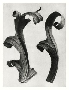 Silphium Laciniatum (Compass Plant) leaves enlarged 6 times from Urformen der Kunst (1928) by Karl Blossfeldt.