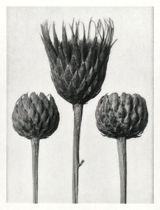 Serratula Nudicaulis (Bare–Stemmed Common Saw–Wort) enlarged 5 times from Urformen der Kunst (1928) by Karl Blossfeldt.