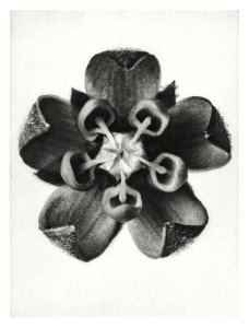Asclepias Syriaca (Common Milkweed) enlarged 18 times from Urformen der Kunst (1928) by Karl Blossfeldt.