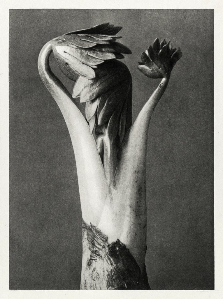 Aconitum (Aconite or Monk's Hood) enlarged 6 times from Urformen der Kunst (1928) by Karl Blossfeldt.