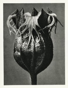 Tellima randiflora (Fringe Cups) enlarged 25 times from Urformen der Kunst (1928) by Karl Blossfeldt.