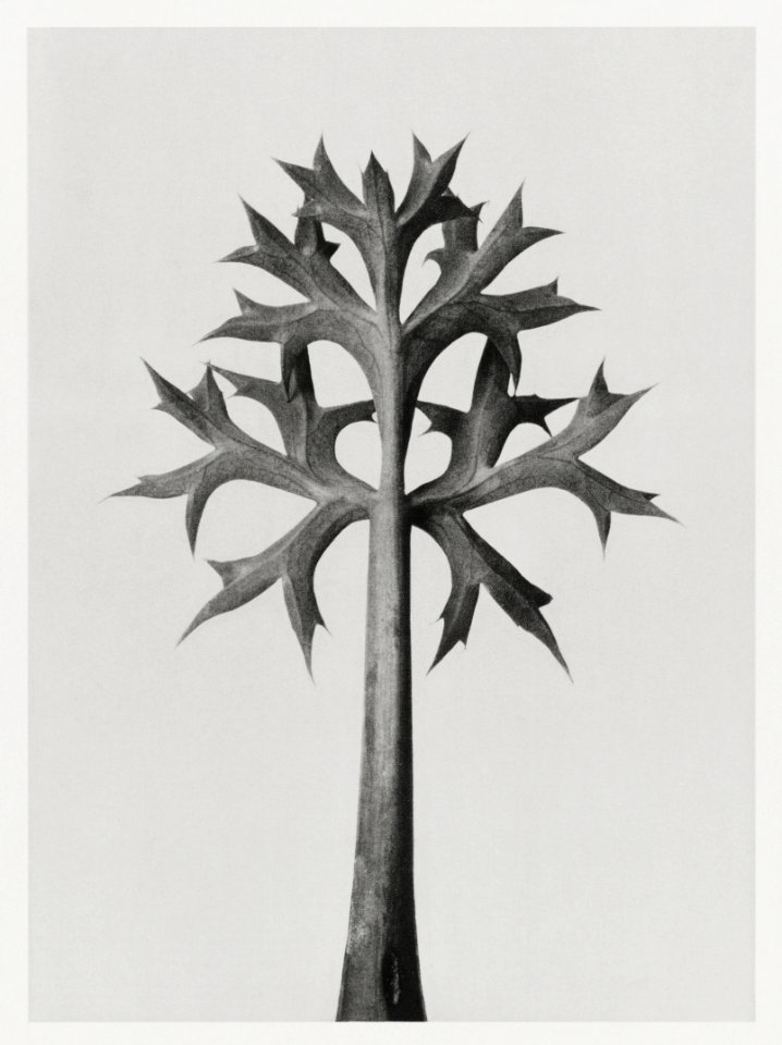 Eryngium Bourgatii (Mediterranean Sea Holly) leaves enlarged 5 times from Urformen der Kunst (1928) by Karl Blossfeldt.