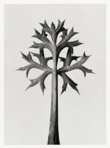 Eryngium Bourgatii (Mediterranean Sea Holly) leaves enlarged 5 times from Urformen der Kunst (1928) by Karl Blossfeldt. photo