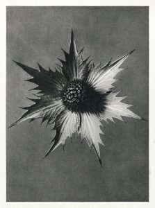Eryngium Giganteum (Miss Willmott's Ghost) enlarged 4 times from Urformen der Kunst (1928) by Karl Blossfeldt.