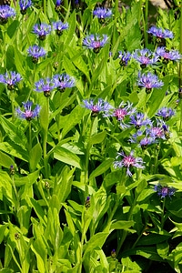 Flowerbed blue flowers garden