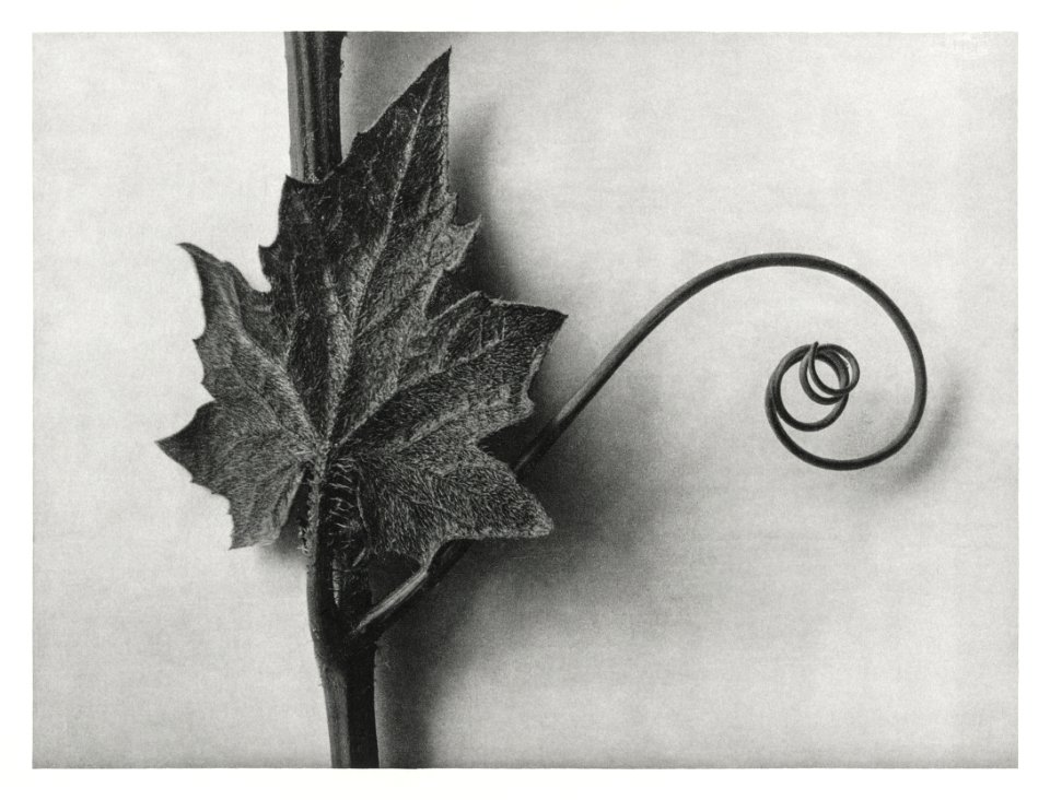 Bryonia Alba (White Bryony) enlarged 4 times from Urformen der Kunst (1928) by Karl Blossfeldt.