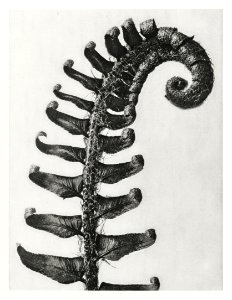 Polystichum Munitum (Prickly Shield–Fern) Leaf enlarged 6 times from Urformen der Kunst (1928) by Karl Blossfeldt.