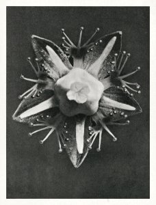 Parnassia palustris (Marsh Grass of Parnassus) enlarged 25 times from Urformen der Kunst (1928) by Karl Blossfeldt.