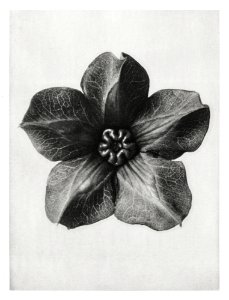 Cobea scandens (Mexican Ivy) calyx enlarged 4 times from Urformen der Kunst (1928) by Karl Blossfeldt.